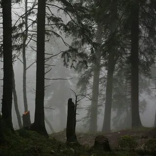 Игра дождь в лесу
