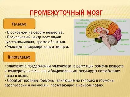 Функции заднего головного мозга