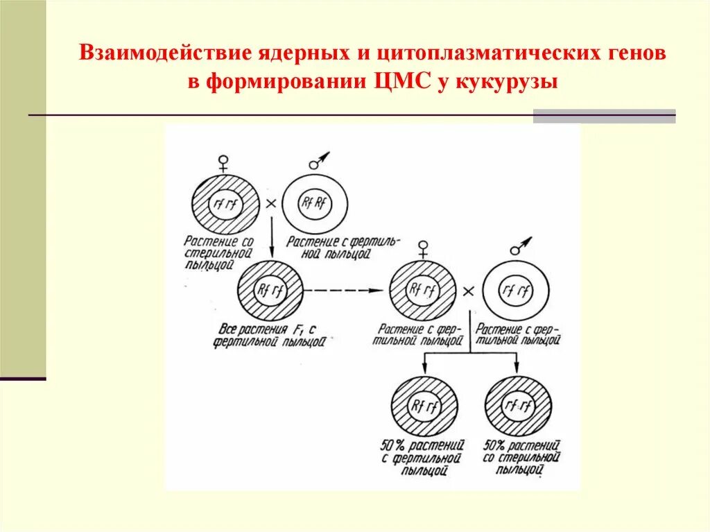 Ядерные и цитоплазматические гены. Цитоплазматическая мужская стерильность схема. Цитоплазматическая мужская стерильность у растений. Цитоплазматическая стерильность. Наследственное взаимодействие