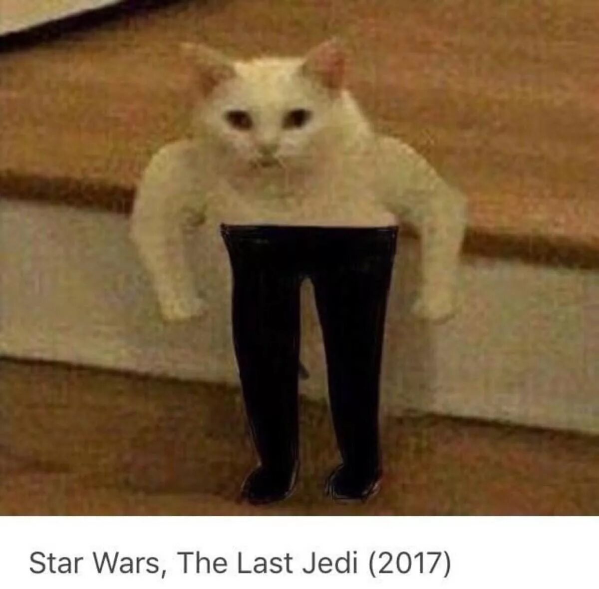 Кот мем стоит на задних. Приемлемо мем кот. Кот мем. Кот на задних лапах. Кот показывает класс.