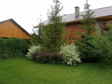 Плодовый кустарник на участке