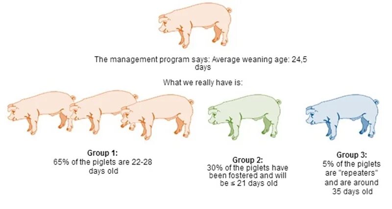 Возраст поросят отъемышей. Рост свиньи. Вес поросят отъемышей.