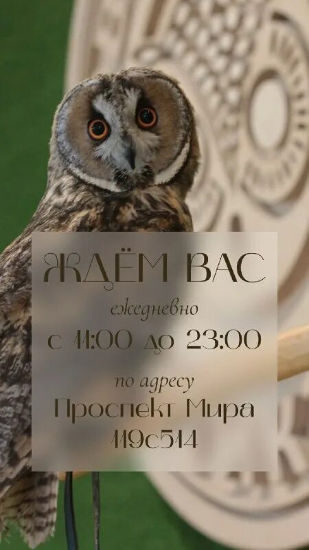 Совиный дом вднх. Совиный дом вднх