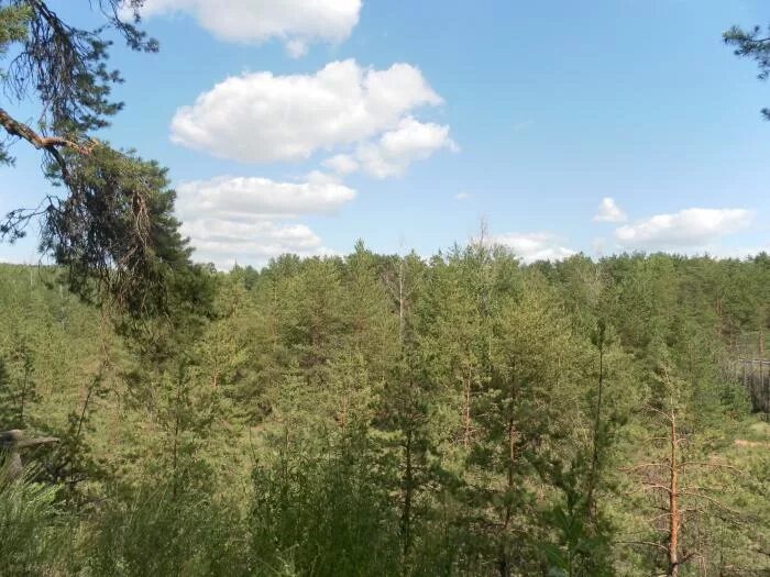 Золотой бор самара. Золотой бор самара