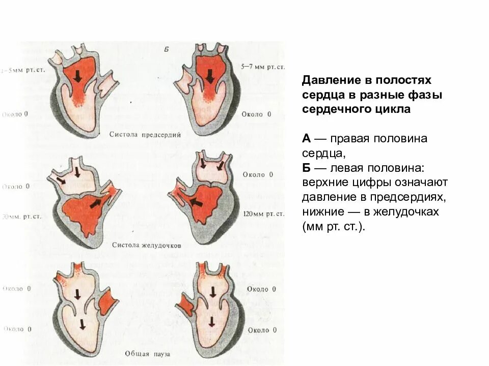 Сердечный цикл физиология давление. Изменение давления в различные фазы сердечного цикла. Сердечного цикла «объем-давление».. Сердечный цикл таблица физиология.