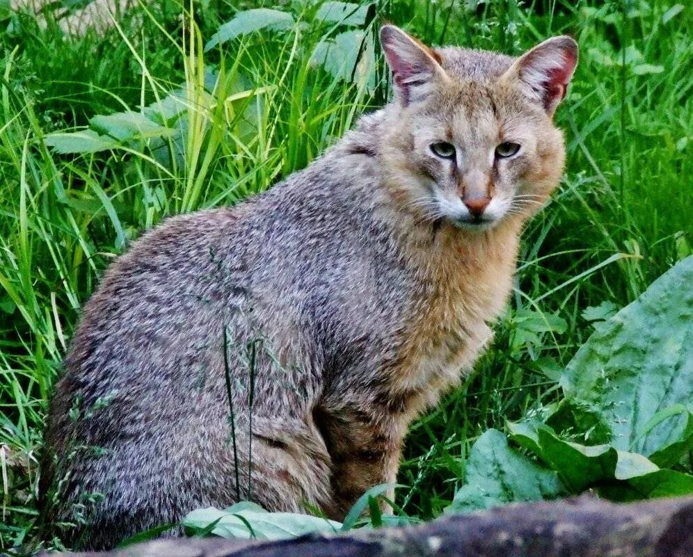 Порода кошки сканворд. Камышовый кот. Камышовый кот (Болотная Рысь). Камышовый кот Хаус. Сибирский камышовый кот.