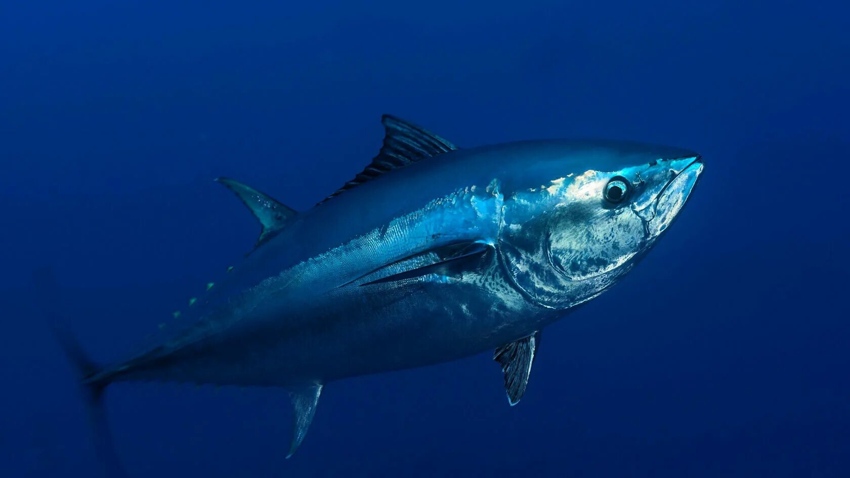 Bluefin фото YugNash.ru