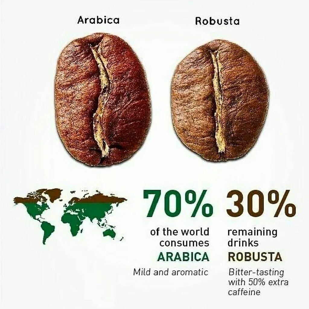 Кофе робуста отличается. Кофе зерновой Арабика и Робуста. Зерна арабики и робусты отличия. Зерно Арабика и Робуста разница. Сорта кофе Арабика Робуста Либерика.