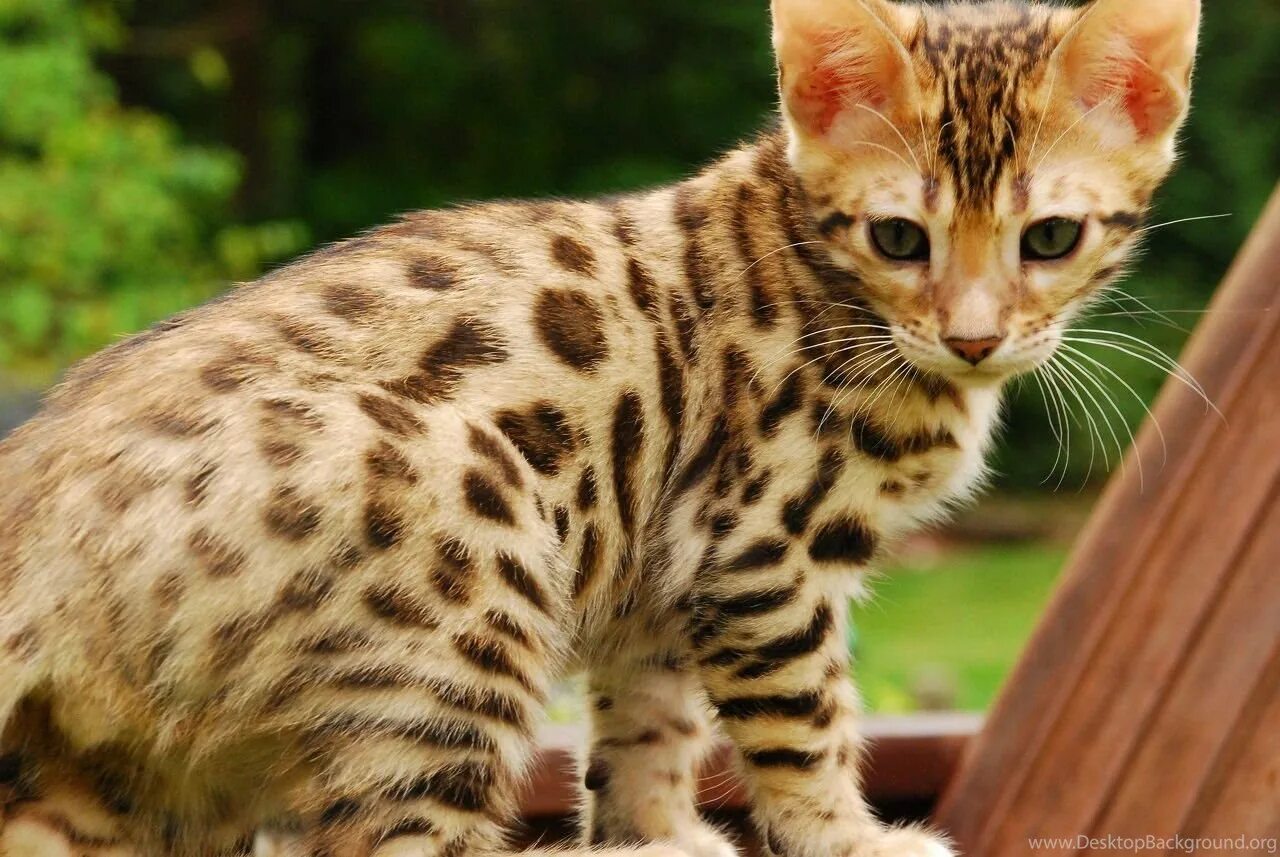 Бенгал тигровый. Пятнистая кошка. Бенгальский вислоухий кот. Пестрая кошка. Котенок красивый пятнистый.