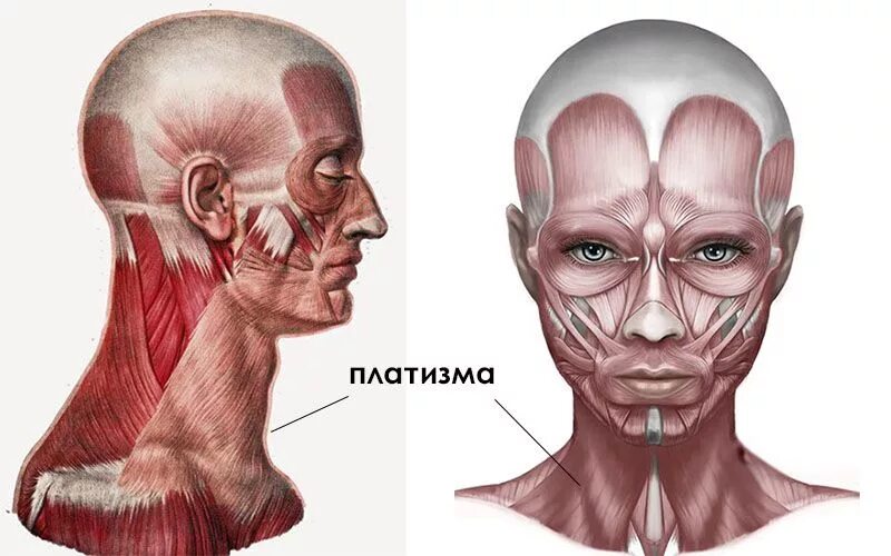 Платизма. Подкожная мышца шеи platysma. платизма мышца шеи анатомия.
