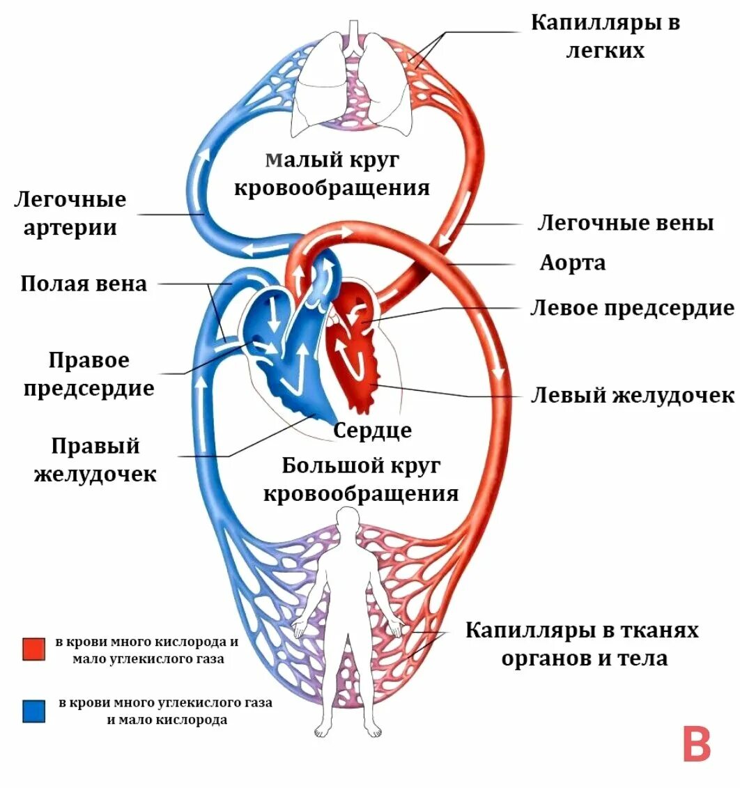 Кровь течет по трем кругам кровообращения. Малый круг кровообращения схема. Большой и малый круг кровообращения схема. Малый и большой круг кровообращения человека схема. Малый круг кровообращения схема кровотока.