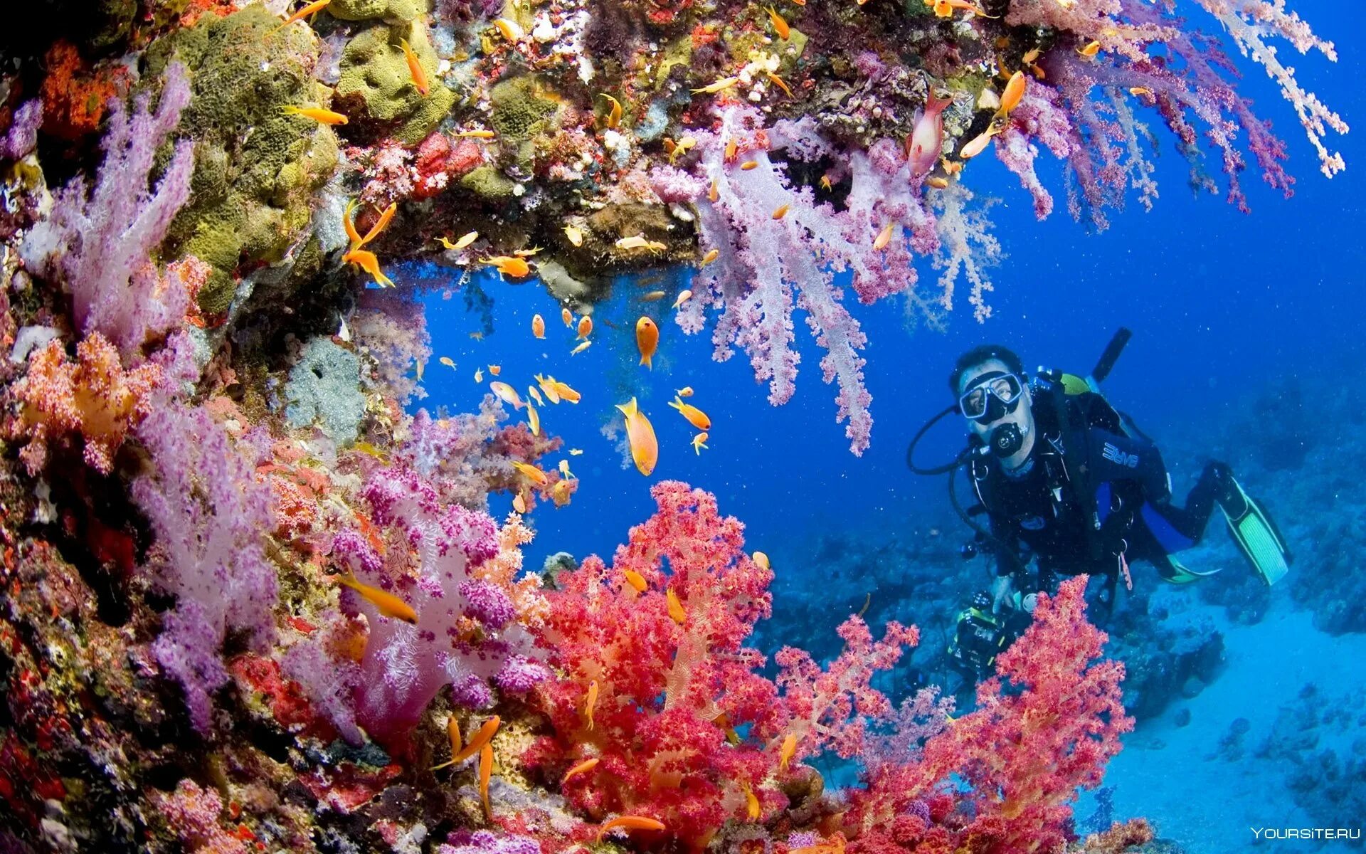 Туббатаха риф дайвинг. Риф Туббатаха Филиппины. Большой Барьерный риф дайвинг. Эйлат коралловый риф.