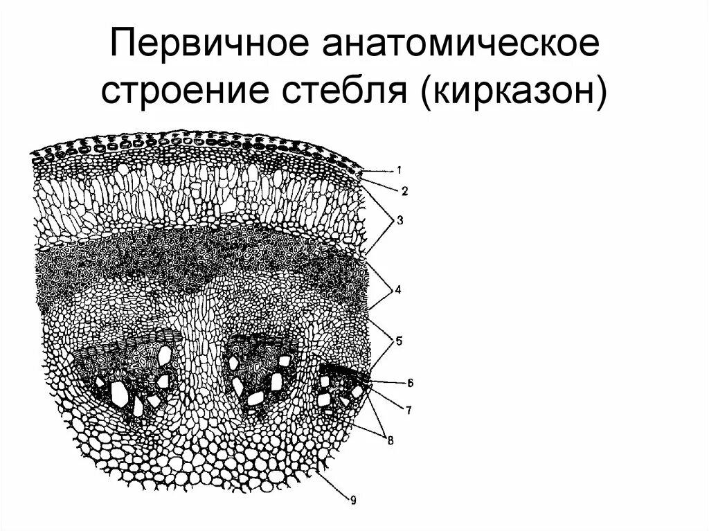 Первичное строение стебля. Пучковое строение стебля кирказона. первичное строение стебля кирказона. кирказон срез стебля. анатомическое строение стебля кирказона.