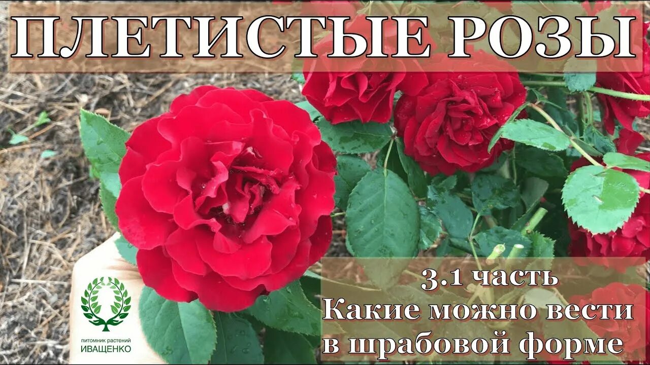 Питомник елены. Плетистые розы питомник Иващенко. Питомник Иващенко. Питомник роз Иващенко. Розы от Иващенко.