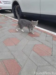 Как найти котенка на улице
