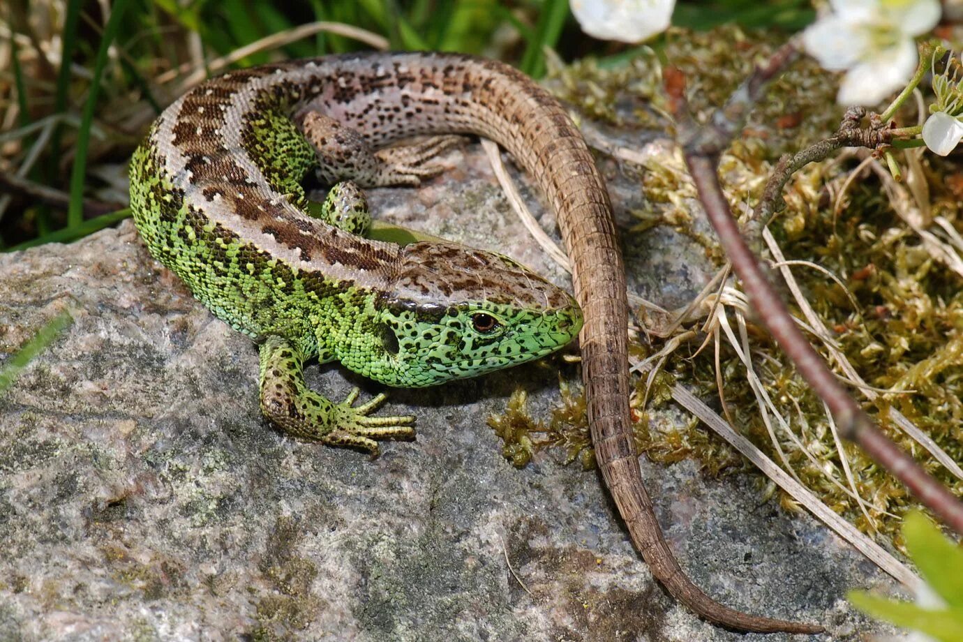 Земноводные живородящие. Прыткая ящерица Lacerta Agilis. Ящерица прыткая горнокрымская. Ящерица прыткая (лат. Lacerta Agilis). Ящерица прыткая (Lacerta Agilis Linnaeus).