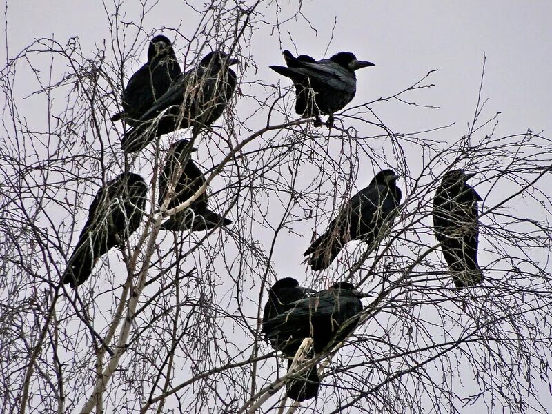сон прилетели птицы. пролетающие птицы. весна птицы прилетели. весна перелетные птицы грачи. стая птиц на дереве.