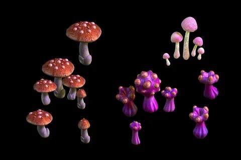 Collecting mushrooms