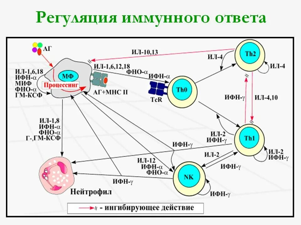 Основная схема иммунного ответа. Цитокины и иммунный ответ. Схема иммунного ответа иммунология. Регуляция иммунного ответа кратко. Обеспечивают иммунный ответ