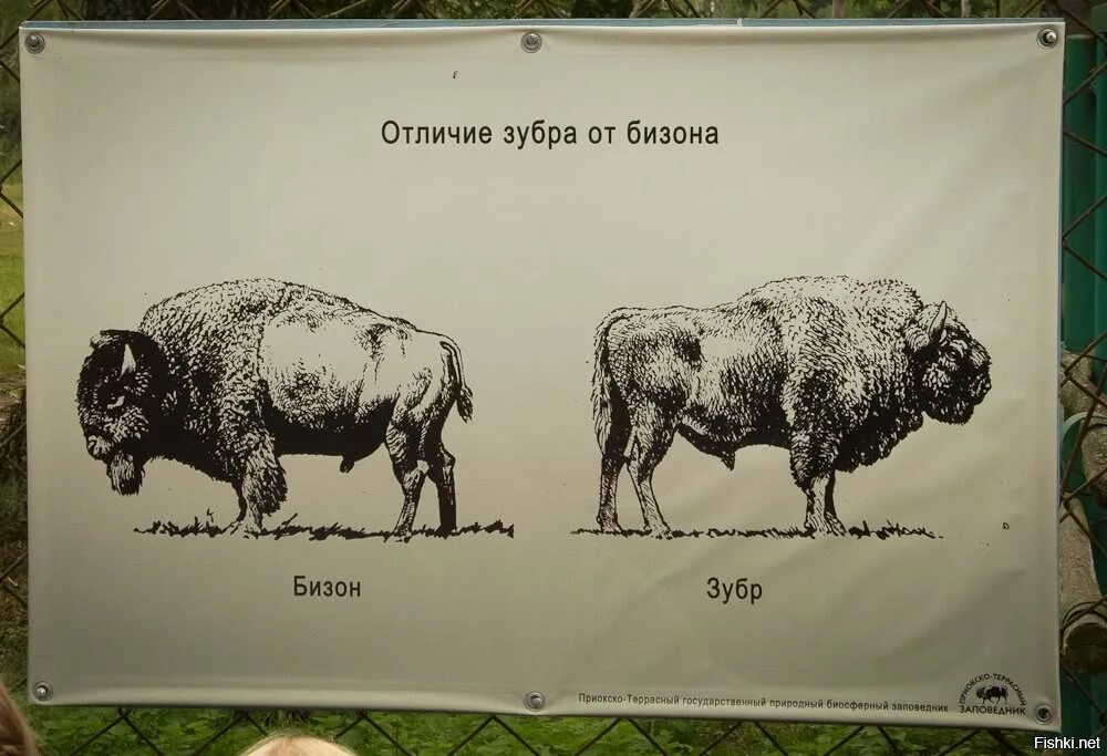 Бизон и зубр в чем разница. Бизон буйвол зубр отличия. отличие бизона от зубра. як зубр бизон буйвол отличия. як зубр бизон буйвол.