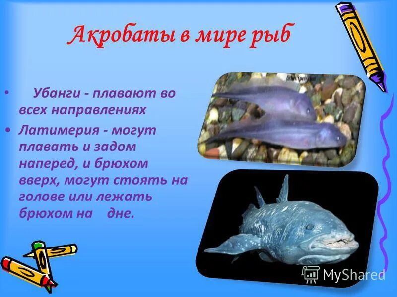 Рыба умеет плавать. Рыба умеет плавать. Рыба в воде сверху. Тигр в воде. Морские млекопитающие тюлени.