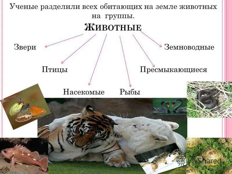 Позвоночные животные картинки. Таблица 9 класс биология эра период. Эволюция живых организмов на земле. Основные группы животных на земле. Позвоночный беспозвоночные животные.