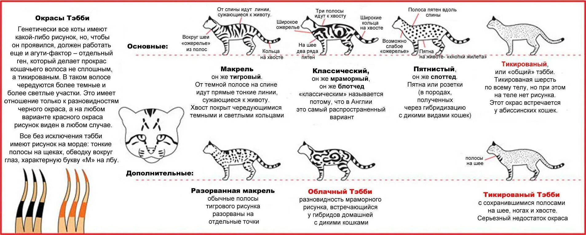 Окрас агути у кошек. Рисунок табби у кошек. Табби окрас схема. Окрас табби кошки таблица. Типы окрасов кошек