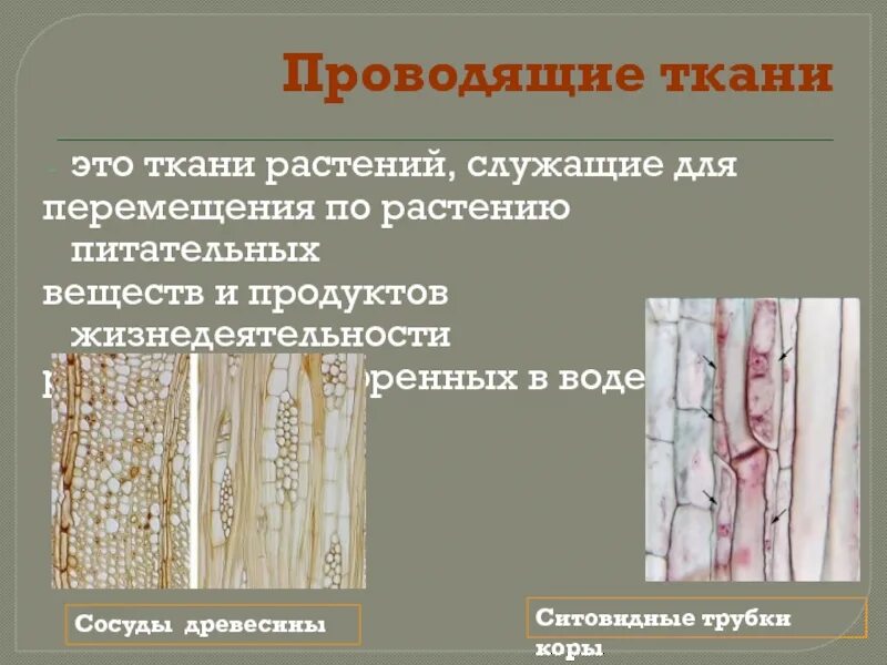 Какие функции выполняют сосуды древесины. Сосуды древесины и ситовидные трубки. ситовидные трубки в древесине. кора и древесина ситовидные трубки и сосуды. проводящая сосуды древесины ткань у растений.