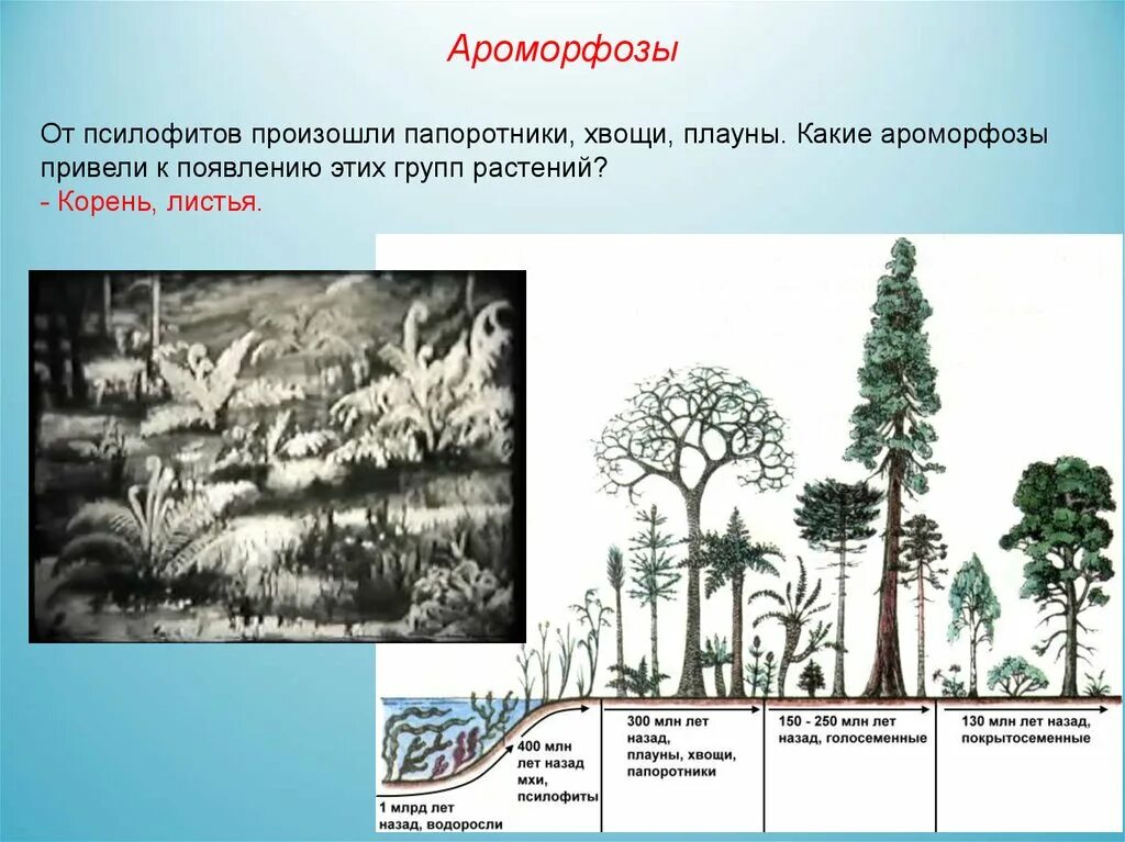 Ароморфозы эры палеозой. Псилофиты Эволюция. Ароморфозы растений в каменноугольный период. Палеозойская Эра псилофиты. Псилофиты Девонский период.