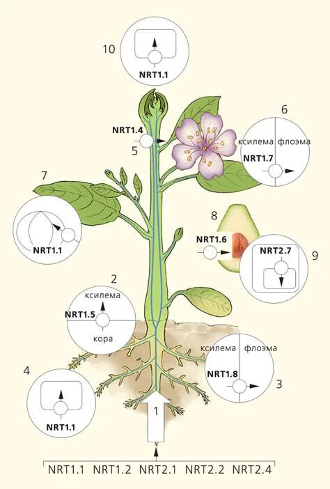 Какие растения перемещаются. Нитраты в растениях. Путешествие азота в растении. Перемещение нитратов в растениях. Превращение нитратов в растениях.