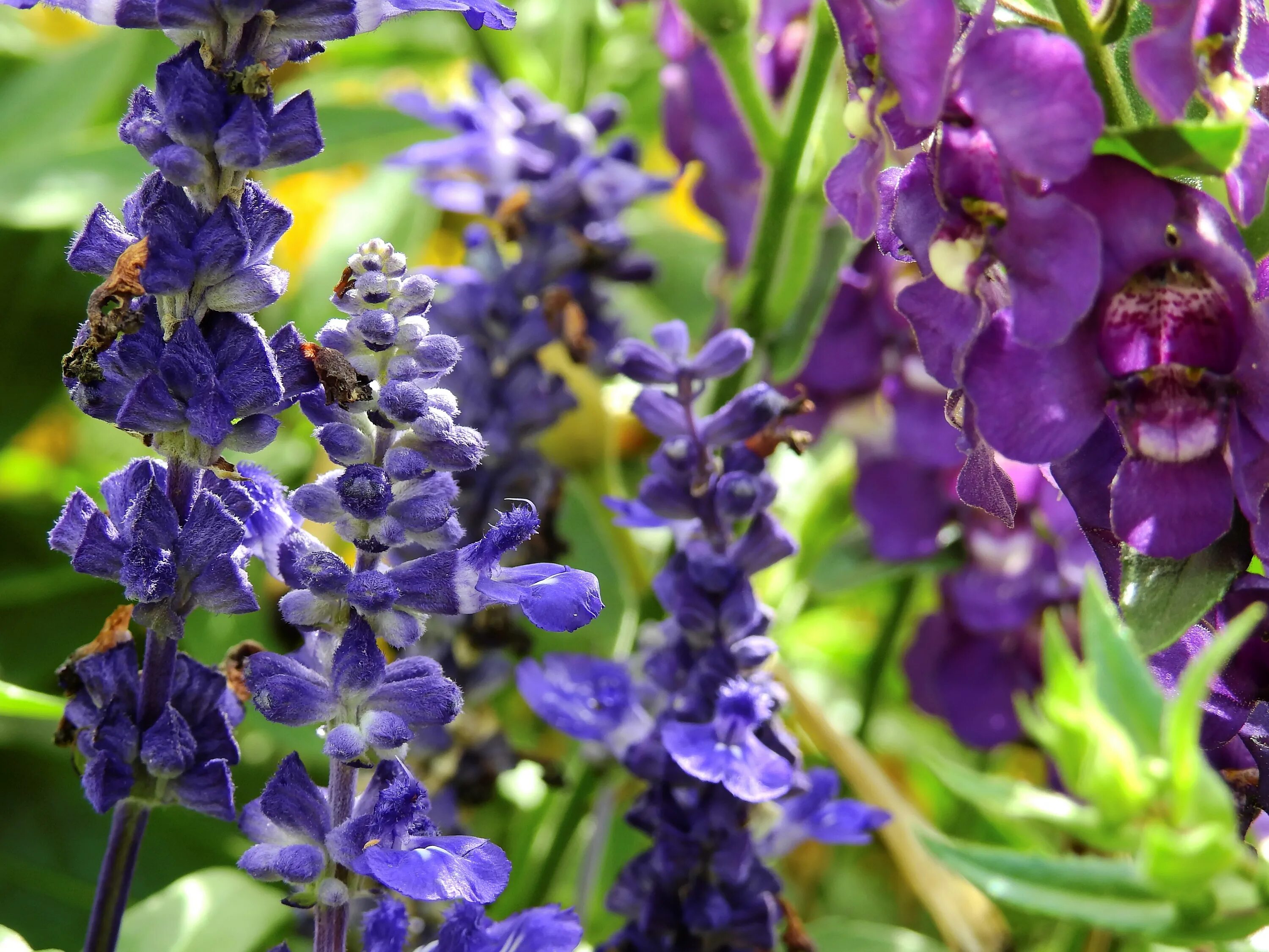 Породы фиолетовых цветов. Вайолет растение. Растение с сиреневыми цветами. Фиолетовые цветы. Растение с фиолетовым цветком.