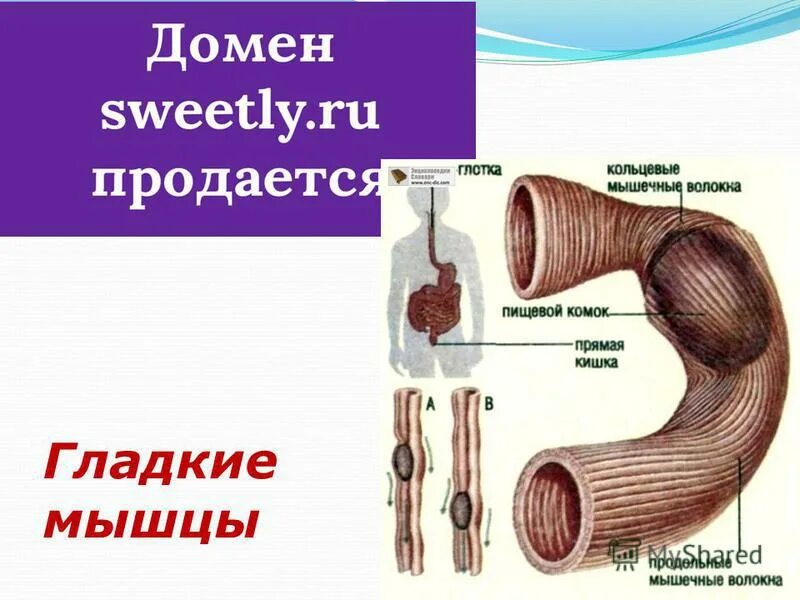 Вопросы про мышцы. Органы мышечной системы и функции системы. Функции скелетных мышц. Вопросы по теме мышцы. Презентация на тему кости человека.