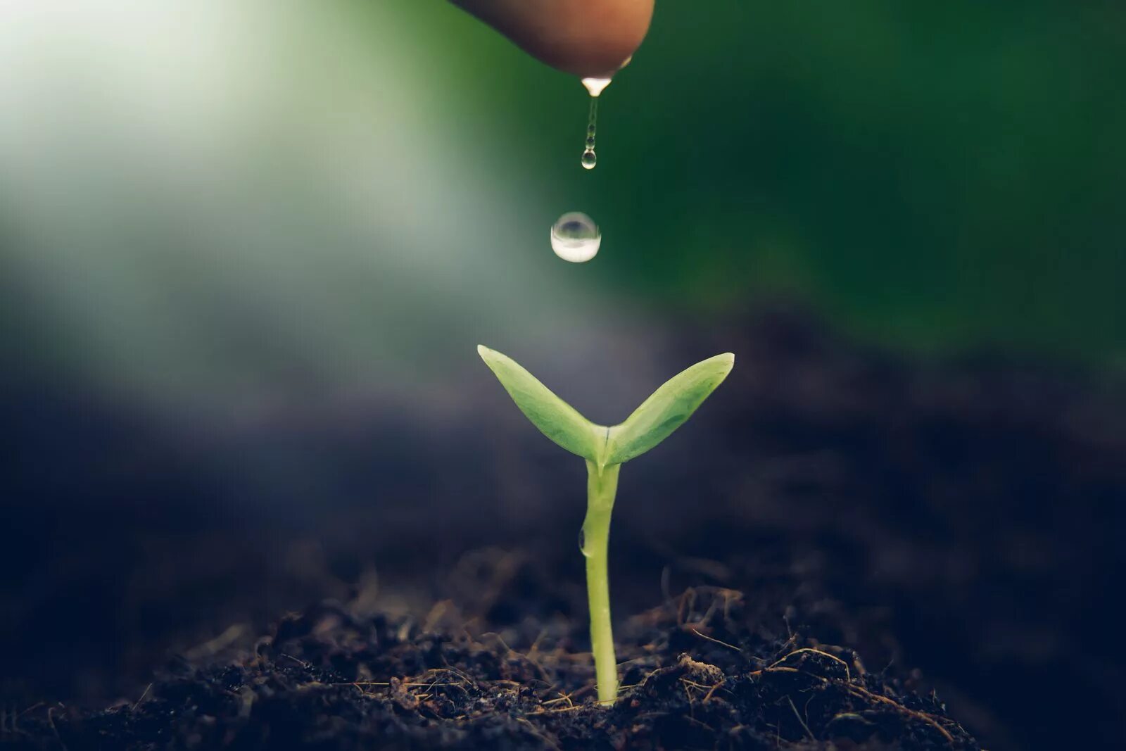 Begin to grow