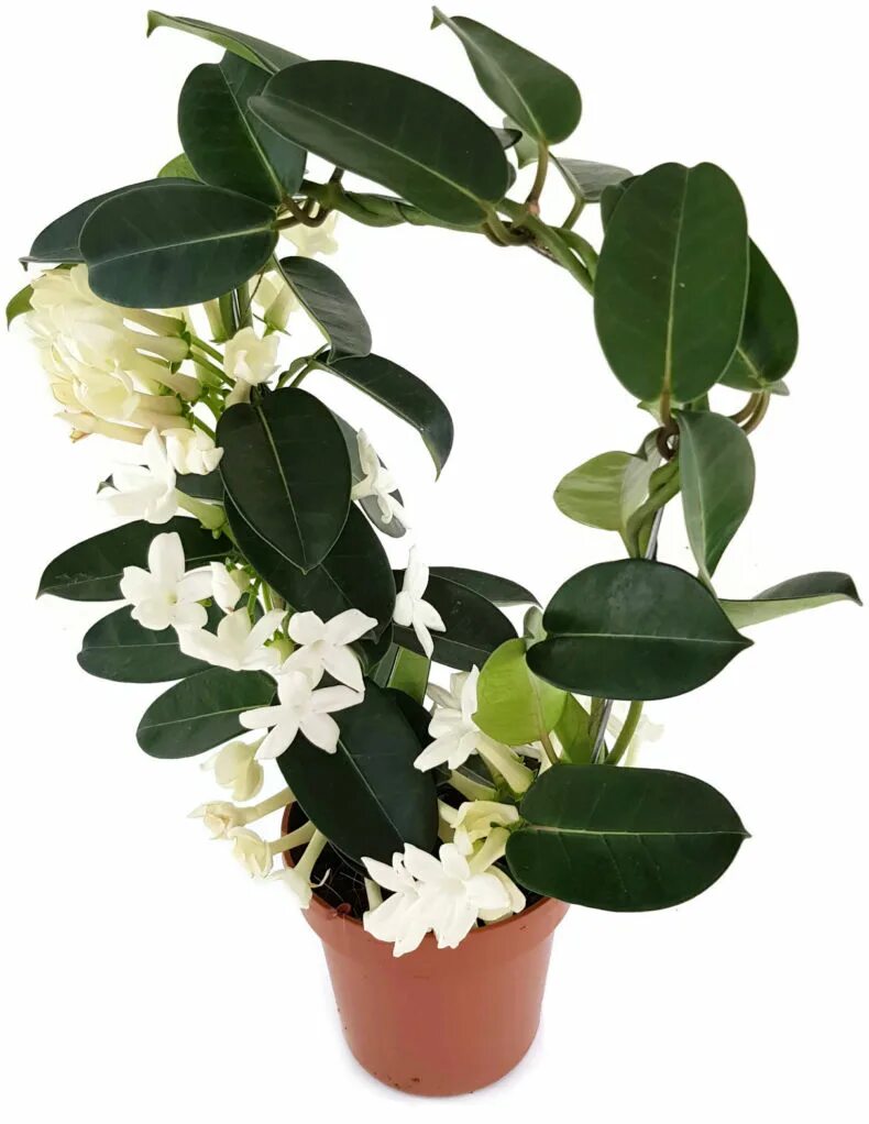 Фикус Стефанотис. Стефанотис stephanotis