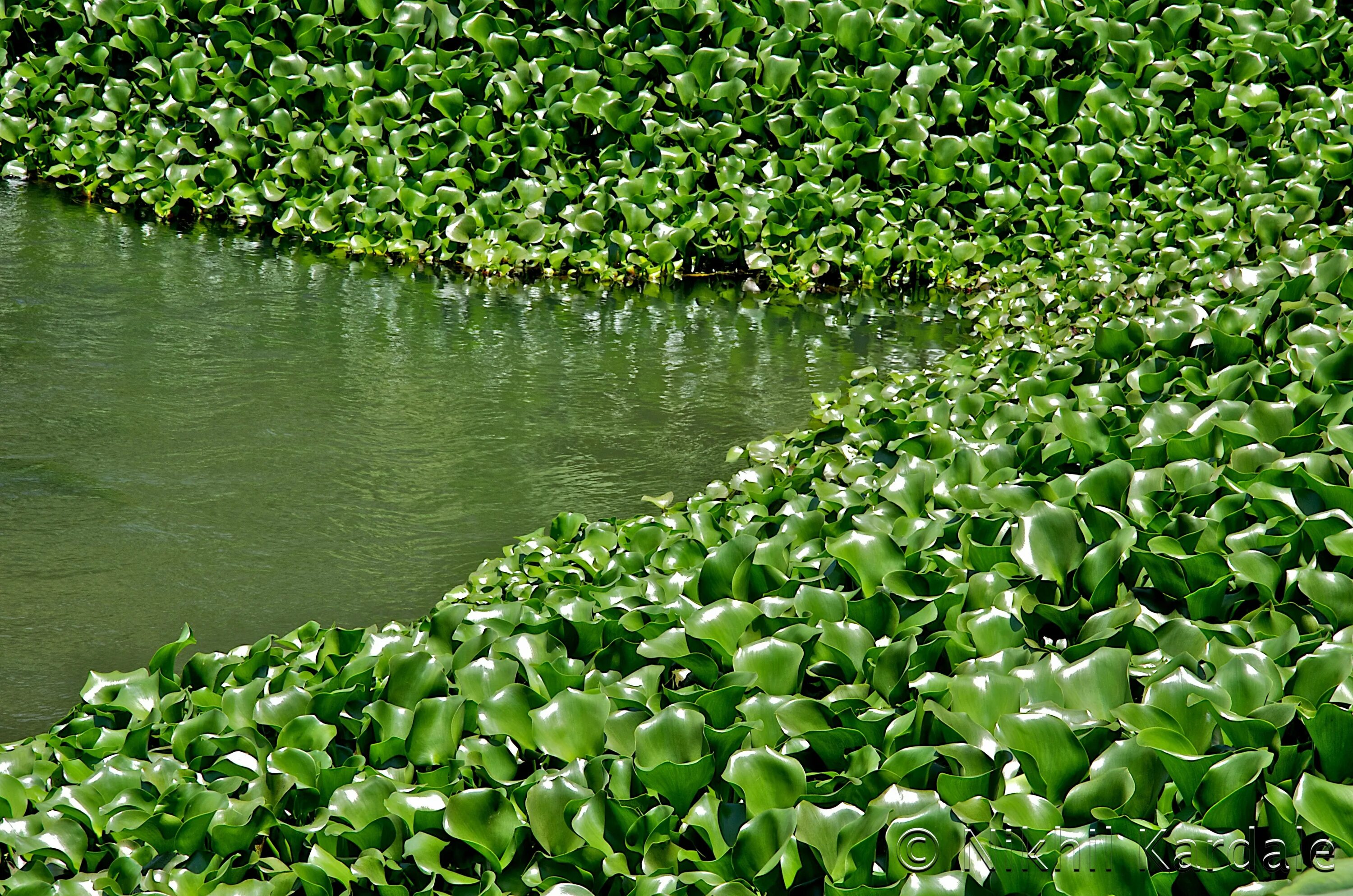 Пруд очистка воды. Эйхорния водяной гиацинт. Эйхорния крассипес. Озеро Танганьика и водяной гиацинт. Эйхорния Лазоревая.