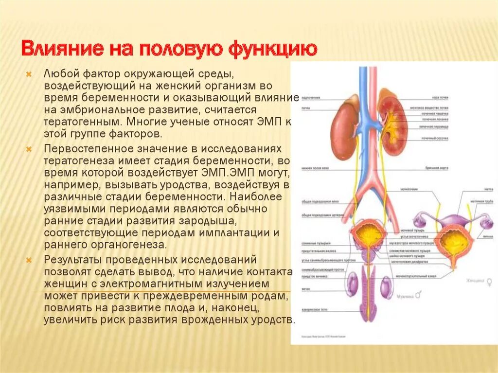 Половой организм мужчины. Влияние на половую функцию. Влияние факторов внешней среды на половые железы. Влияние ЭМП на половую систему. Отрицательное влияние факторов окружающей среды на половые железы.