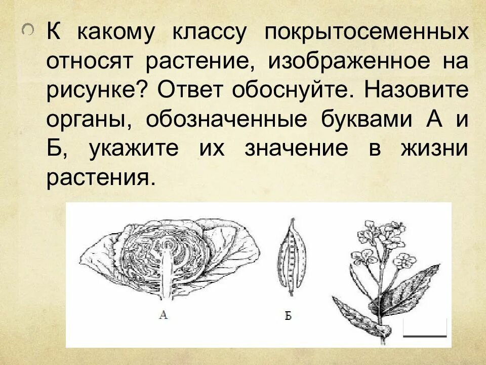 К какому классу относится растение изображенное на рисунке. К какому классу относят растение изображенное на рисунке. Ка какому классу относят растения. К какому классу растений относят растение изображенное на рисунке.