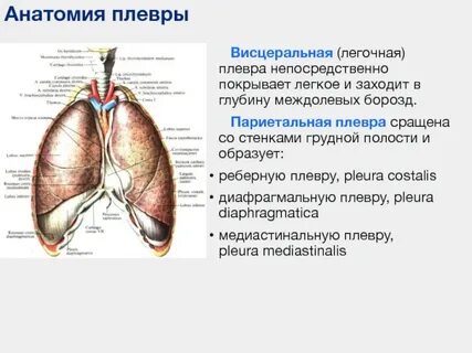 Костальная плевра