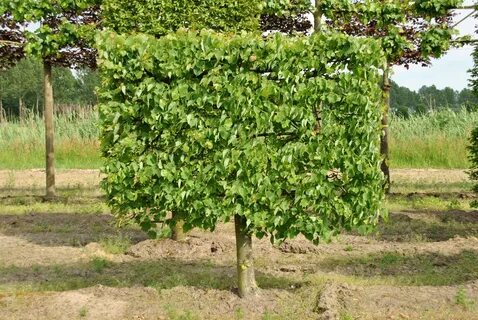 Tilia cordata komsta mini