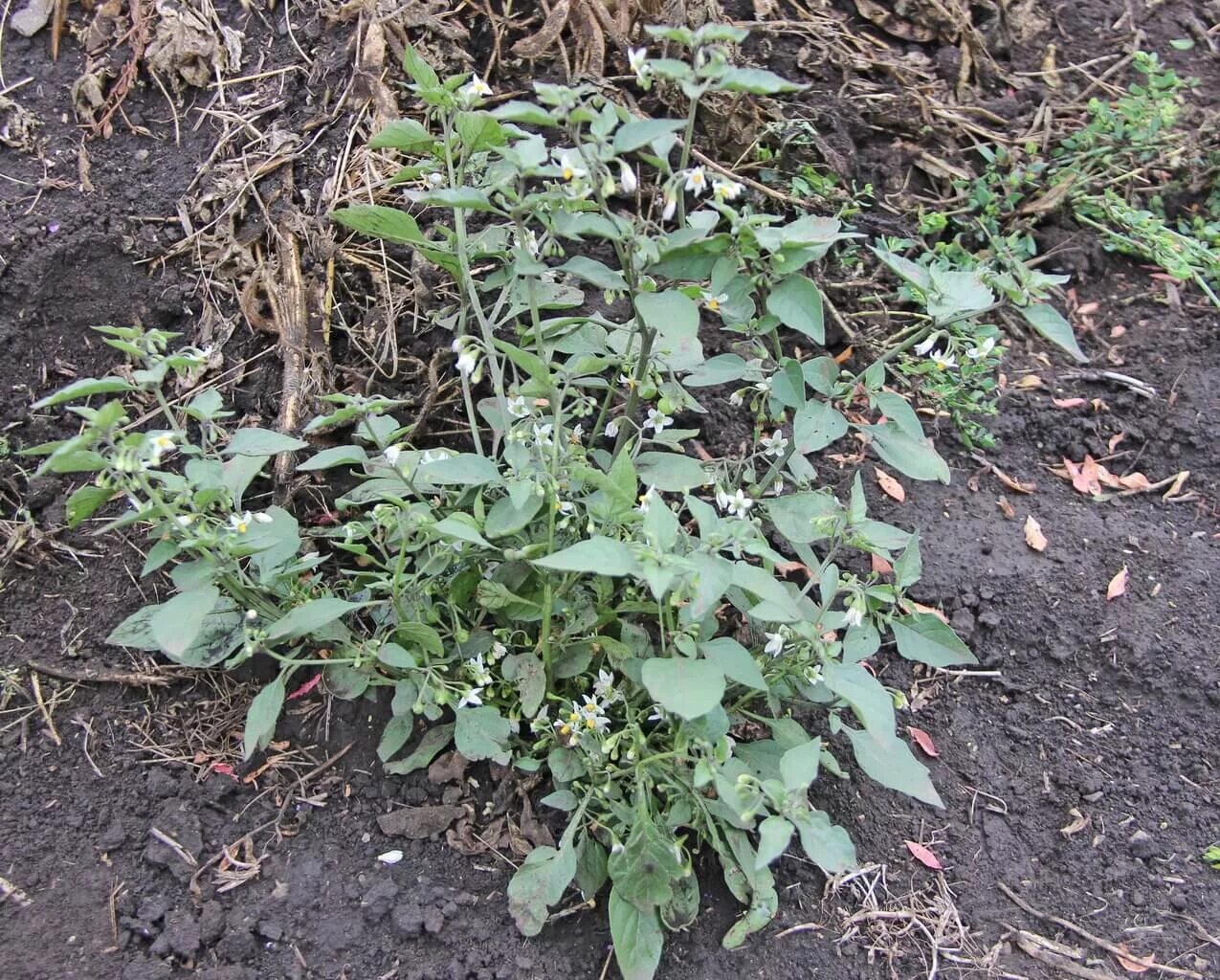 Агроткань агроволокно. Паслён шультеса. Сорняков черный. Сорняки семейства пасленовых. Агроткань в теплице.