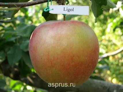 Яблоня лигол