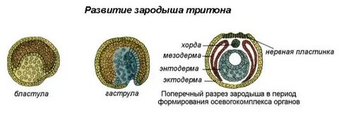 Гаструла это двухслойный зародыш однослойный зародыш