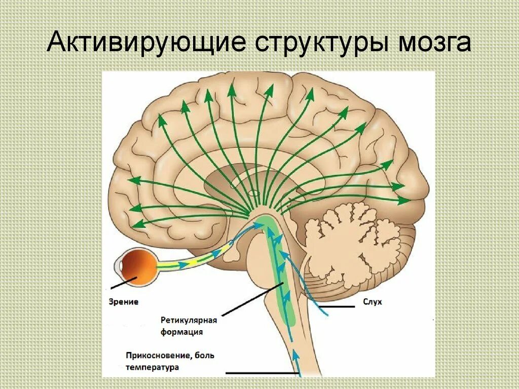 Отделы головного мозга ретикулярная формация. Ретикулярная формация ствола мозга. Ретикулярная формация ствола мозга отделы. Ретикулярная формация ствола функции.