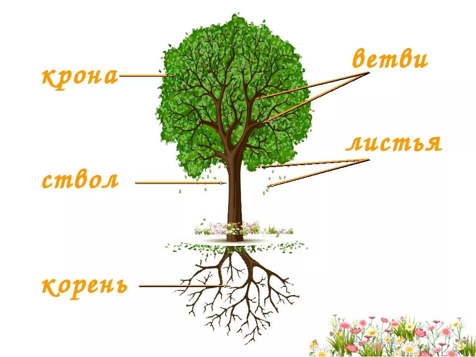 Строение дерева. Строение дерева для детей. Название частей дерева. Строение дерева схема для детей.