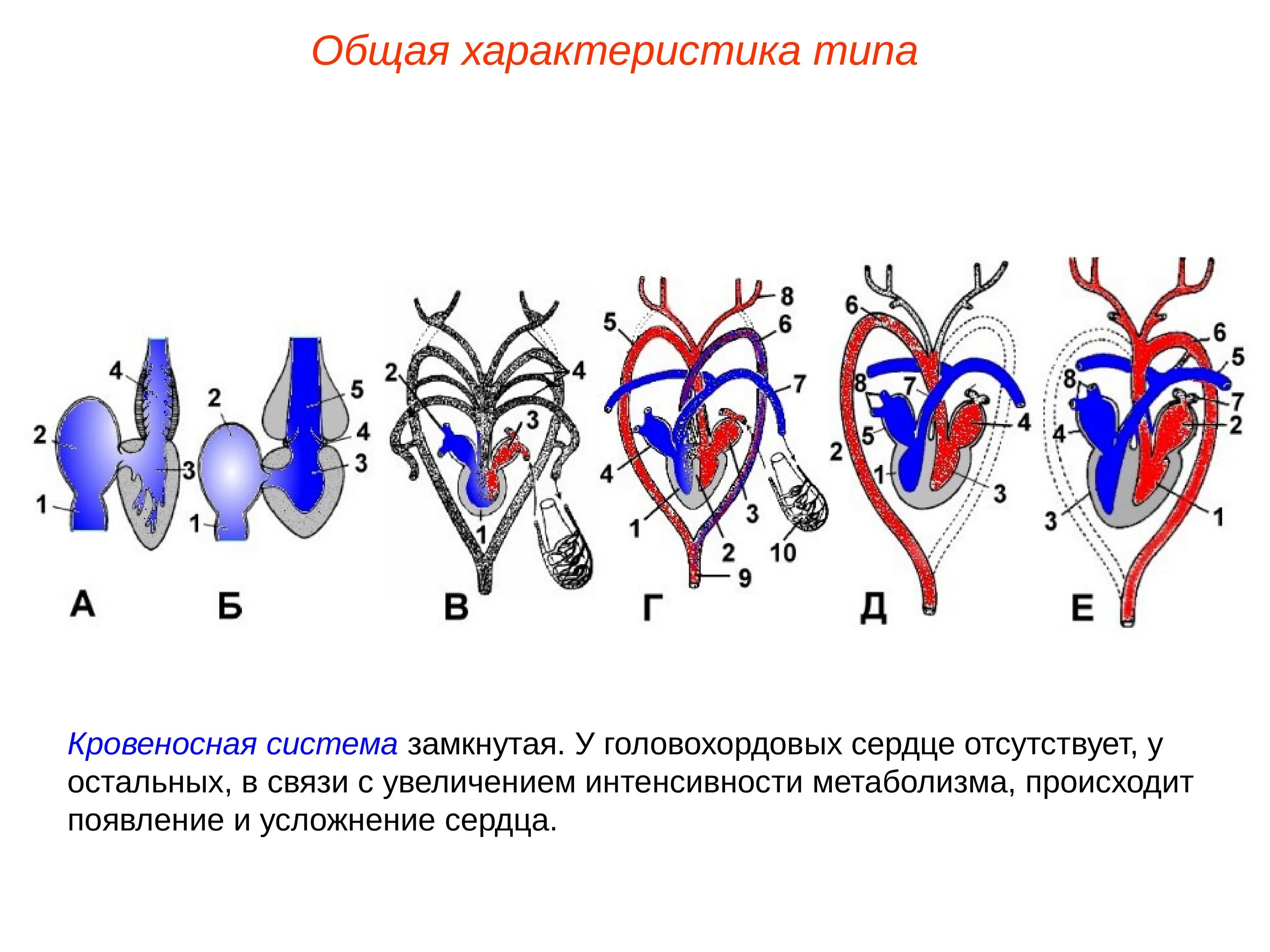 У каких хордовых двухкамерное сердце