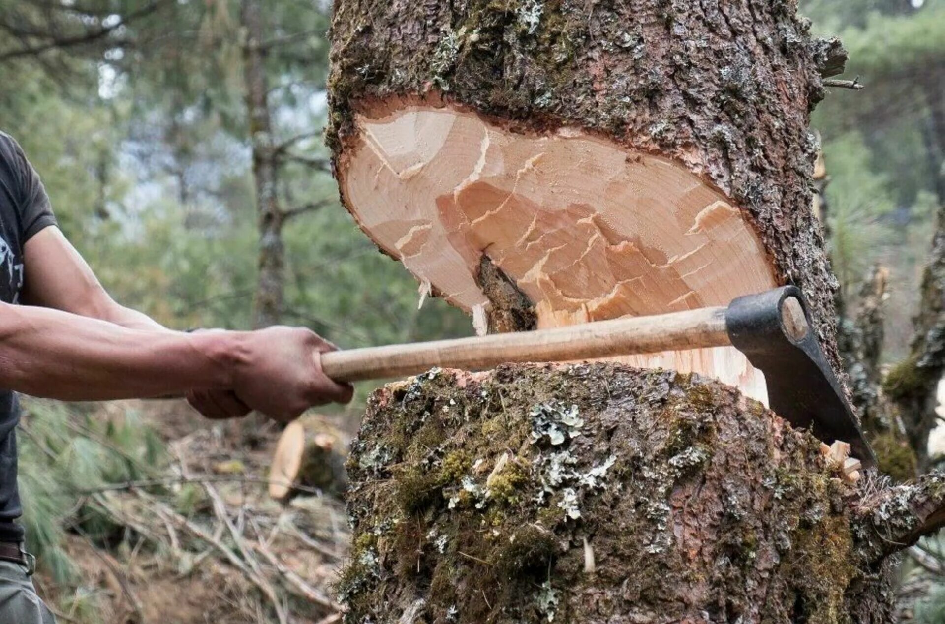 Cut them down. Рубка деревьев. Рубит дерево. Человек рубит дерево. Спиленное дерево.