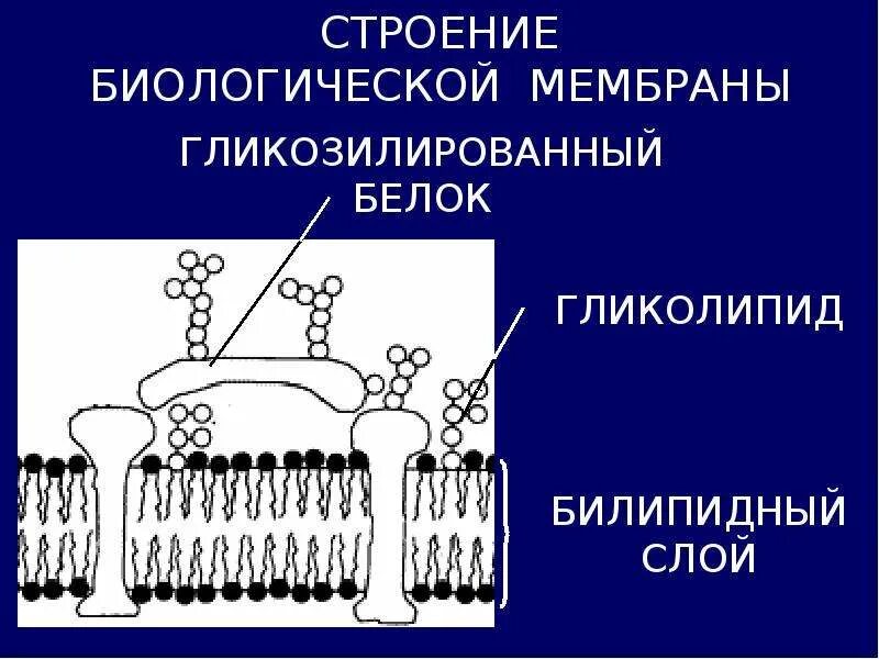 Строение биологических мембран биохимия. Биологические мембраны, их строение и функциональные особенности.. Биологические мембраны клеток обеспечивают:. Строение биомембраны. Возникновение мембраны клетки