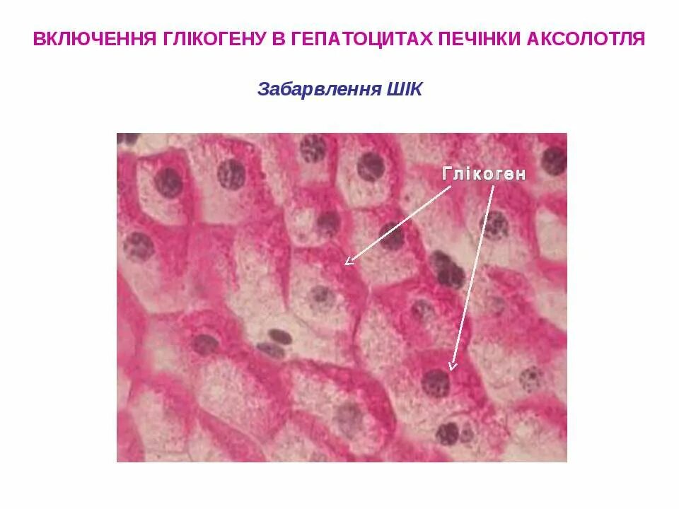 Клетки печени аксолотля. Включения гликогена в клетках печени аксолотля. Цитоплазма печеночной клетки аксолотля.