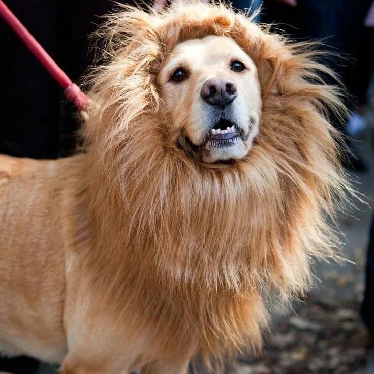 Dog Ears Pet Costume Halloween Large Clothe Fancy Dress up Lion Mane Wig - купит