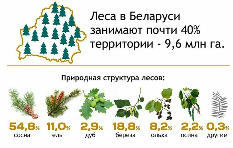 Ли леса. Неделя леса. Неделя леса 2023 в Беларуси. Лесная неделя. Акция неделя.com леса.